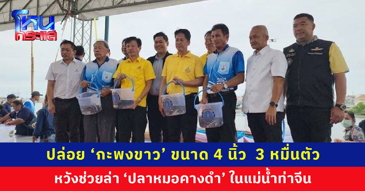 ปล่อยแล้ว 30,000 ตัว ‘ปลากะพงขาว’ ขนาด 4 นิ้ว หวังช่วยล่า ‘ปลาหมอคางดำ’ ในแม่น้ำท่าจีน จ.สมุทรสาคร