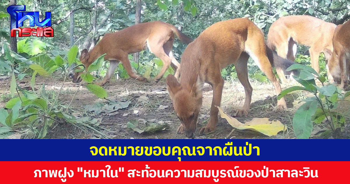 จดหมายขอบคุณจากผืนป่า  กรมอุทยานแห่งชาติฯ เผยภาพฝูง "หมาใน" สะท้อนความอุดมสมบูรณ์ของป่าสาละวิน