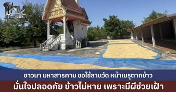 ชาวนา จ.มหาสารคาม พลิกวิกฤตหาที่ตากข้าว ยึดลานเมรุเผาศพเป็นลานตาก มั่นใจปลอดภัยไร้โจรขโมย เพราะมี "ผี" ช่วยเฝ้ายามกะดึก