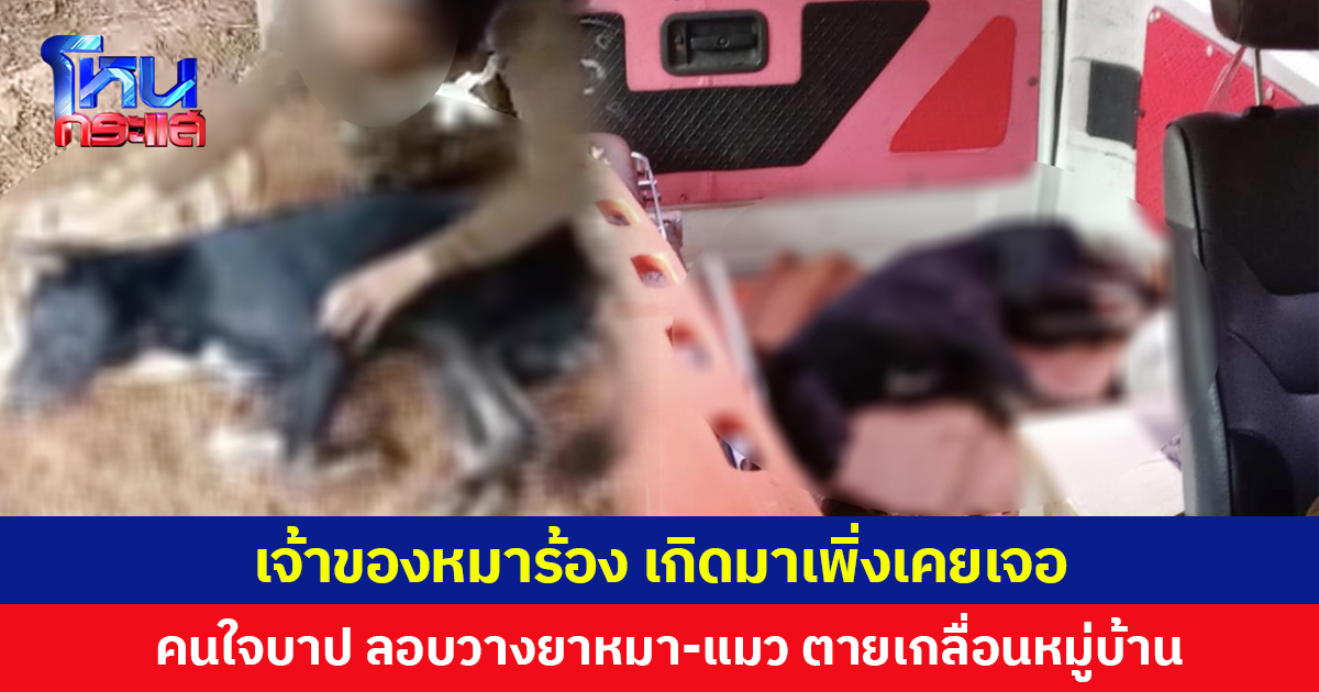 เจ้าของหมาร้อง เกิดมาเพิ่งเคยเจอ คนใจบาป ลอบวางยาหมา-แมว ตายเกลื่อนหมู่บ้าน
