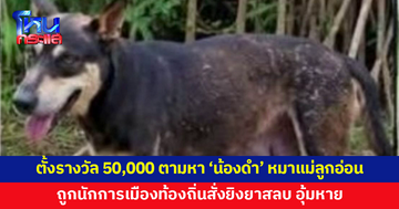 ตั้งรางวัล 50,000 ตามหา 'น้องดำ' หมาแม่ลูกอ่อนถูกนักการเมืองท้องถิ่นสั่งยิงยาสลบ อุ้มหาย