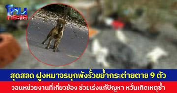 สุดสลด ฝูงหมาจรบุกพังรั้วขย้ำกระต่ายตาย 9 ตัว วอนหน่วยงานที่เกี่ยวข้อง ช่วยเร่งแก้ปัญหา หวั่นเกิดเหตุซ้ำ