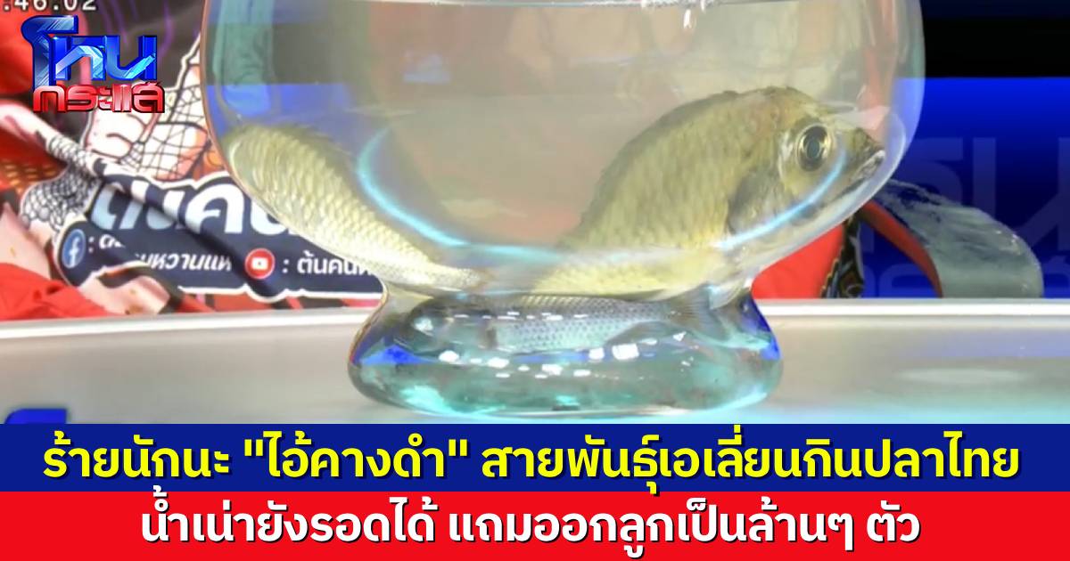 เรื่องใหญ่! "ปลาหมอคางดำ" ระบาดหนัก คนไทยอาจไม่เหลือปลา-ปู-กุ้ง ให้กิน