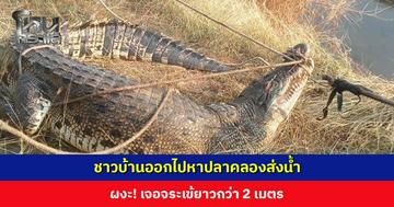 ชาวบ้านออกไปหาปลาคลองส่งน้ำ ผงะ! เจอจระเข้ยาวกว่า 2 เมตร แจ้ง จนท. ค้นหา มีตัวอื่นอีกหรือไม่