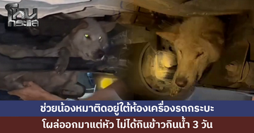 ช่วยน้องหมาติดใต้ห้องเครื่องรถกระบะ โผล่แต่หัว ไม่ได้กินข้าวกินน้ำ 3 วัน