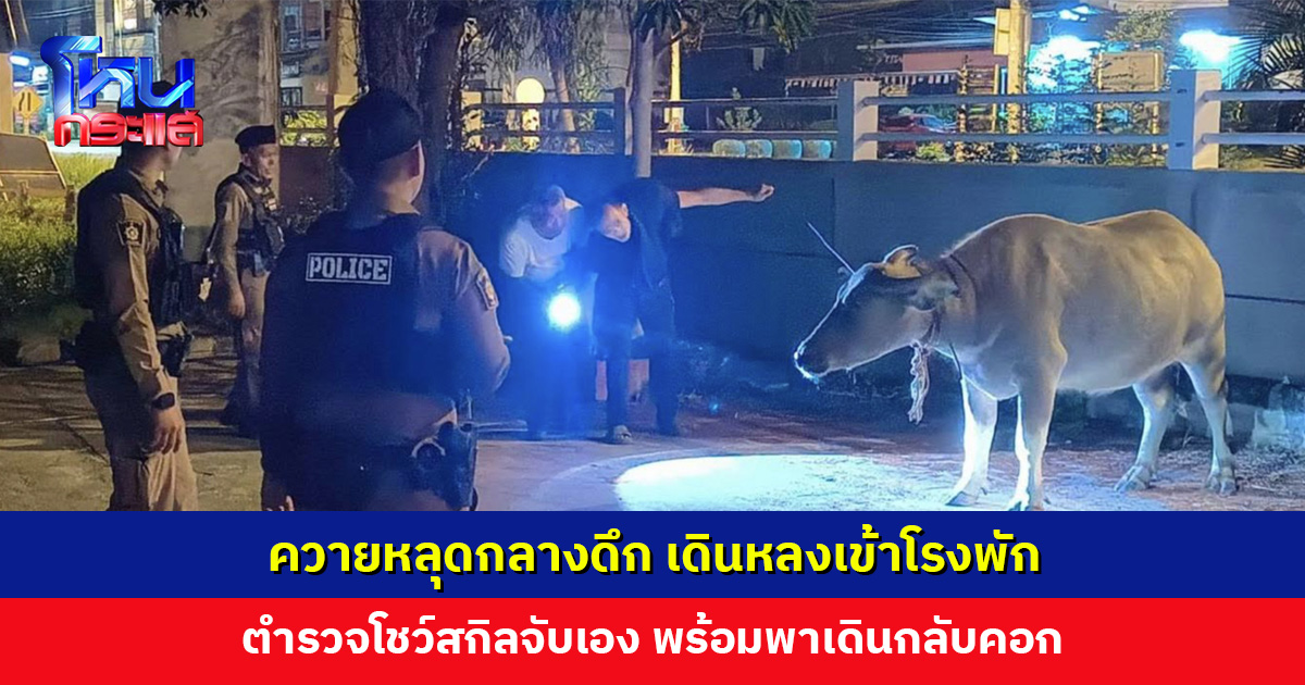 ควายหลุดกลางดึก เดินหลงเข้าโรงพัก ตำรวจรับแจ้งเหตุ ก่อนโชว์สกิลจับควายเอง