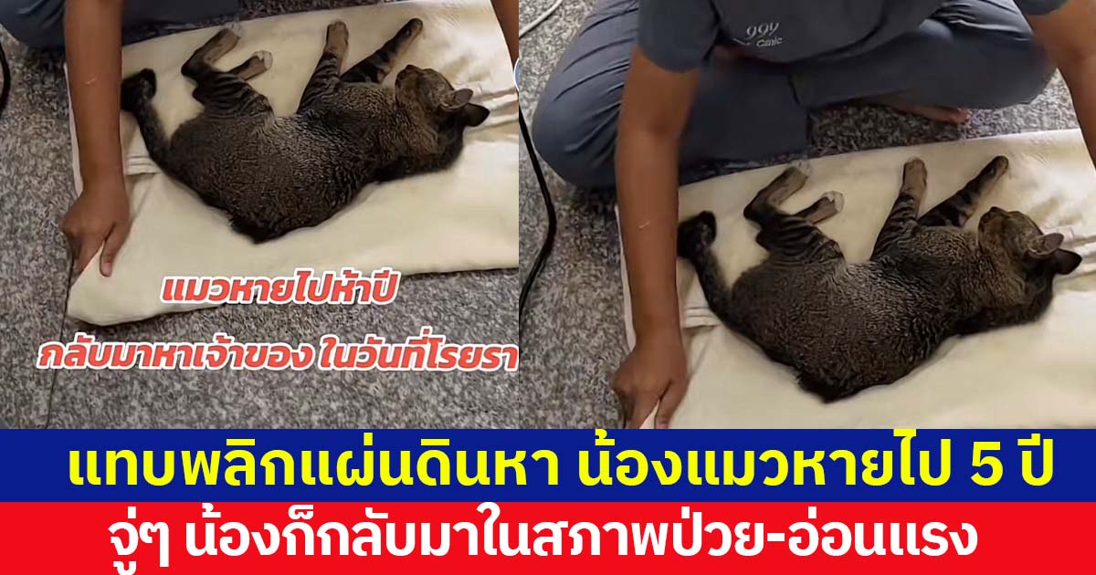 น้ำตาแทบไหล แมวหายจากบ้าน 5 ปี กลับมาบ้านในวันที่อ่อนแรง (มีคลิป) 