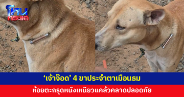 แคล้วคลาดปลอดภัย! 'เจ้าจ๊อด' หมาประจำตาเมือนธม ห้อยตะกรุด