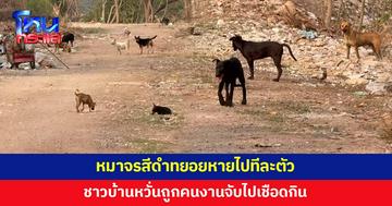 หมาจรสีดำทยอยหายไปทีละตัว ชาวบ้านหวั่นถูกจับไปกิน เพราะเคยเห็นคนงานในแคมป์ใช้ไม้ตี
