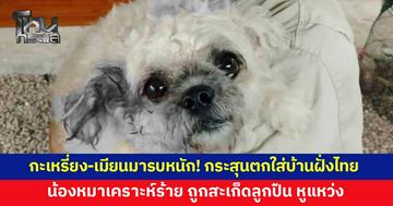 กะเหรี่ยง-เมียนมารบหนัก! กระสุนตกใส่บ้านฝั่งไทย น้องหมาเคราะห์ร้าย ถูกสะเก็ดลูกปืน