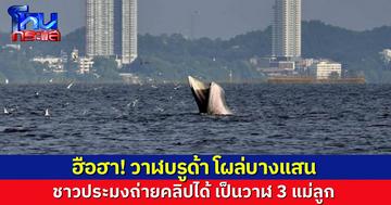 ชาวบางแสนฮือฮา วาฬบรูด้าแม่ลูก 3 ตัว โผล่หากินใกล้ชายหาดบางแสน นักท่องเที่ยวแห่แชร์คลิปสุดน่ารัก