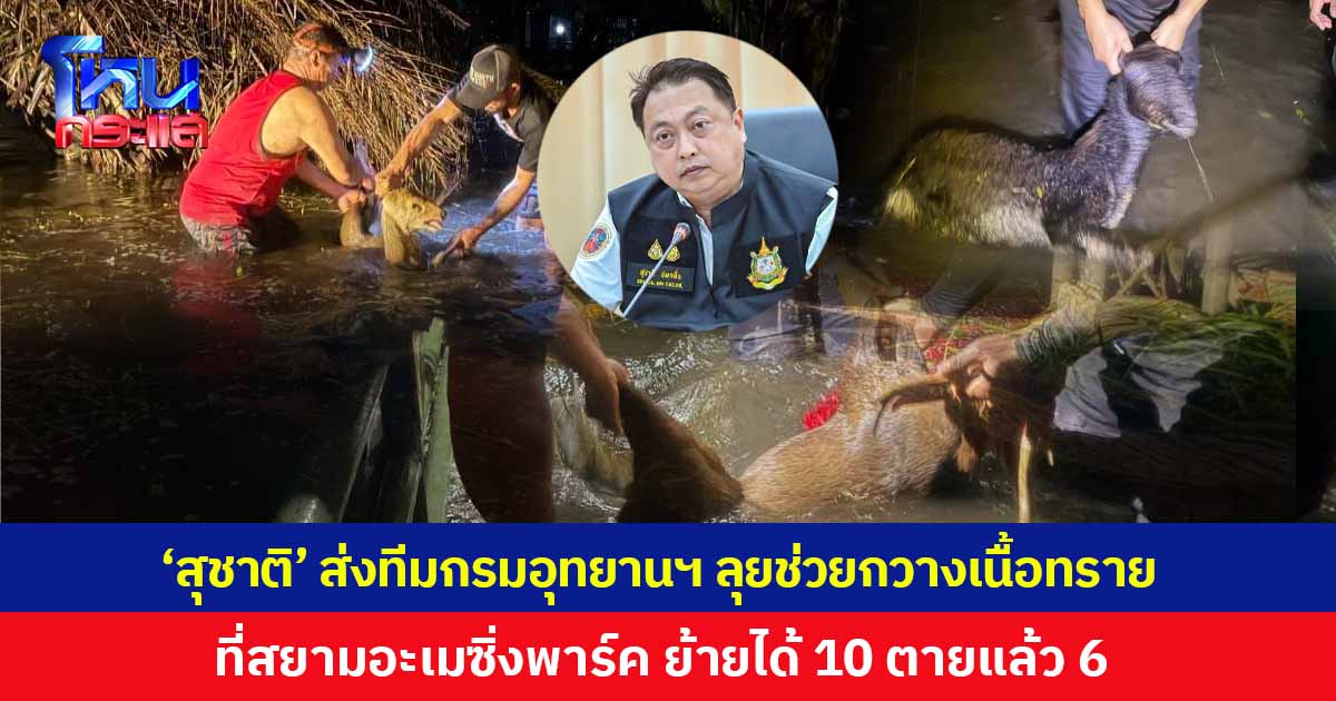 'สุชาติ' ไม่ปล่อยผ่าน ส่งทีมกรมอุทยานฯ ลุยน้ำช่วย 'กวางเนื้อทราย' ที่สยามอะเมซิ่งพาร์ค ย้ายได้ 10 ตัว พบตายแล้ว 6