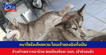 ชาวต่างชาติฝังหมาไซบีเรียนทั้งเป็น หมาร้องโหยหวน อ้างทำเพราะหมาป่วย พลเมืองดีและเจ้าหน้าที่เข้าช่วยแล้ว