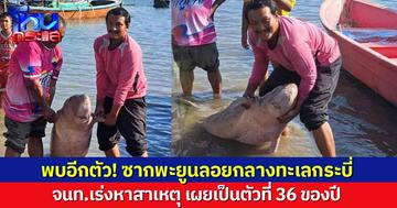 พบอีกตัว! ซากลูกพะยูนลอยกลางทะเลกระบี่ จนท.เร่งหาสาเหตุ เผยเป็นตัวที่ 36 ของปี ชี้สถานการณ์น่าห่วง