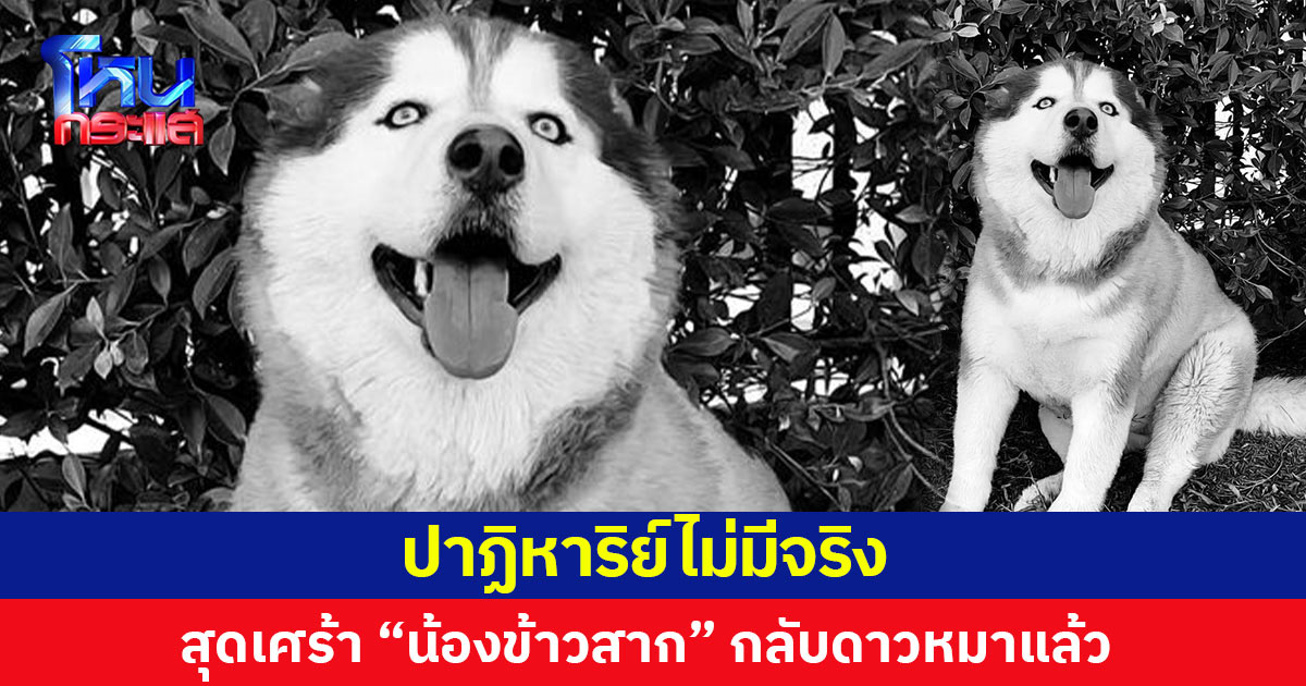 ปาฏิหาริย์ไม่มีจริง  สุดเศร้า “น้องข้าวสาก” กลับดาวหมาแล้ว
