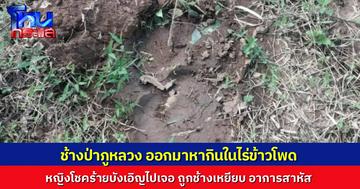 หญิงชาวบ้านเดินในไร่ข้าวโพด โชคร้ายไปเจอ ช้างป่าภูหลวง 2 ตัวที่กำลังหากิน ถูกช้างเหยียบ ขาหักบาดเจ็บสาหัส
