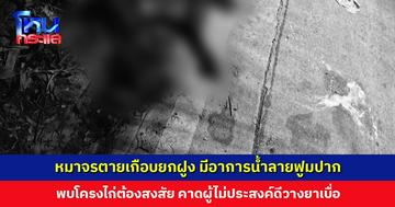 หมาจรตายเกือบยกฝูง มีอาการน้ำลายฟูมปาก คาดผู้ไม่ประสงค์ดีวางยาเบื่อ