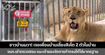 ชาวบ้านผวา! เจอเพื่อนบ้านเลี้ยงสิงโต 2 ตัวในบ้าน จนท.เข้าตรวจสอบ แนะเจ้าของจัดการทำกรงให้ได้มาตรฐาน