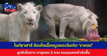 ไนท์ซาฟารี จัดเค้กเนื้อหมูฉลองวันเกิด ‘จาคอป’ ลูกสิงโตขาว อายุครบ 2 ขวบ ขนแผงคอกำลังขึ้น