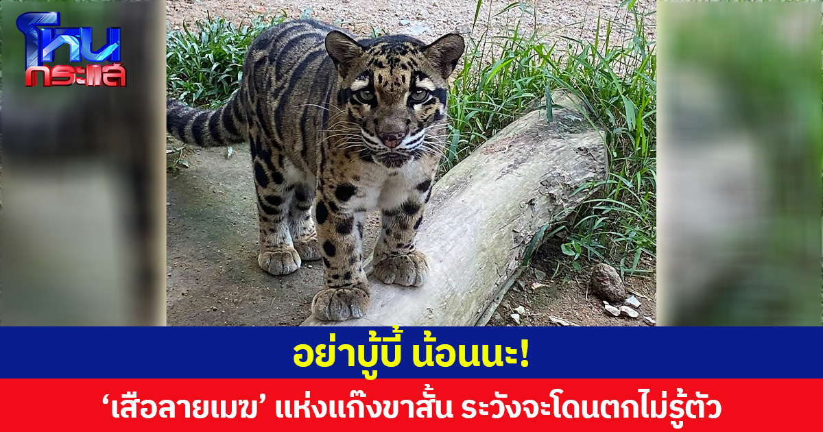 อย่าบู้บี้ น้อนนะ! ‘เสือลายเมฆ’ แห่งแก๊งขาสั้น ระวังจะโดนตกไม่รู้ตัว