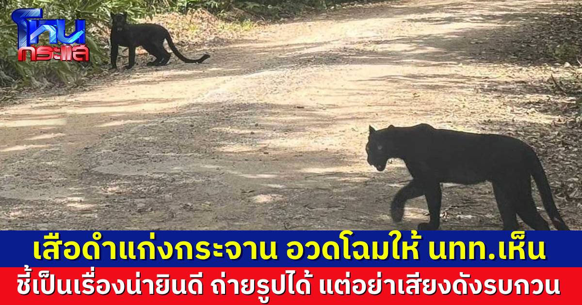 เสือดำแก่งกระจาน เดินโชว์ตัวให้นักท่องเที่ยวเห็น หน.อุทยานบอกเป็นเรื่องดี หากพบเห็นถ่ายรูปได้ แต่อย่าลงจากรถ-อย่าบีบแตร