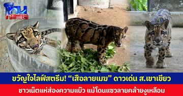 ขวัญใจไลฟ์สตรีม! “เสือลายเมฆ” ดาวเด่นสวนสัตว์เปิดเขาเขียว  ชาวเน็ตแห่ส่องความแบ๊ว  แม้โดนแซวลายคล้ายงูเหลือม