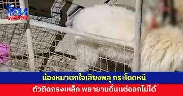 น้องหมาตกใจเสียงพลุ กระโดดหนี ตัวติดกรงเหล็ก เจ้าของเรียกกู้ภัยช่วย