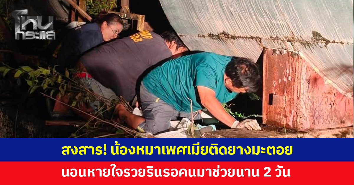 สงสาร! น้องหมาเพศเมียติดยางมะตอยในโรงงาน นอนหายใจรวยรินนาน 2 วัน
