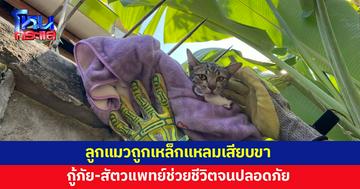 ลูกแมวถูกเหล็กแหลมเสียบขา ห้อยบนกำแพง กู้ภัย-สัตวแพทย์ช่วยชีวิต