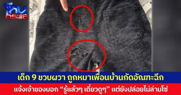 แม่ร่ำไห้! ร้อง “ปวีณา”  ลูก 9 ขวบผวา ถูกหมาเพื่อนบ้านกัดอัณฑะฉีก แจ้งเจ้าของบอก “รู้แล้วๆ เดี๋ยวดูๆ” แต่ยังปล่อยไม่ล่ามโซ่