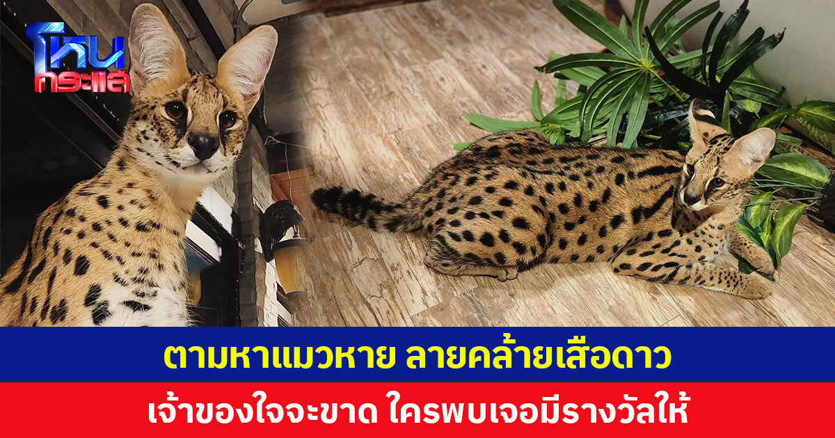 ตามหาแมวหาย ลายคล้ายเสือดาว เจ้าของใจจะขาด ใครพบเจอมีรางวัลให้ 
