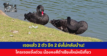 น้องหงส์ดำ 4 ตัวหนีเที่ยว! ล่าสุดกลับมาแล้ว 2 ประกาศตามหาที่เหลือ