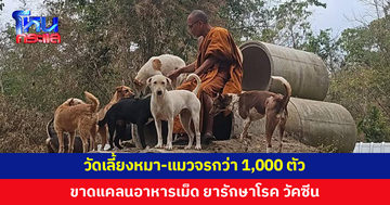 วัดเลี้ยงหมา-แมวจรกว่าพันตัว ทำมา 38 ปี ขาดแคลนอาหารเม็ด-ยารักษาโรค-วัคซีน