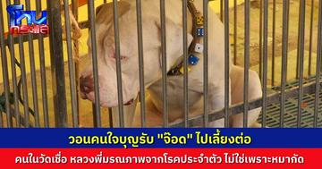 วอนคนใจบุญ รับหมาอเมริกันบูลลี่ ไปเลี้ยงดูต่อ หลังหลวงพี่ถูกพบมรณภาพในกุฏิ ถูกแทะร่างแหว่ง คนในวัดเชื่อ ท่านมรณภาพจากโรคประจำตัว หมาไปแทะศพทีหลัง