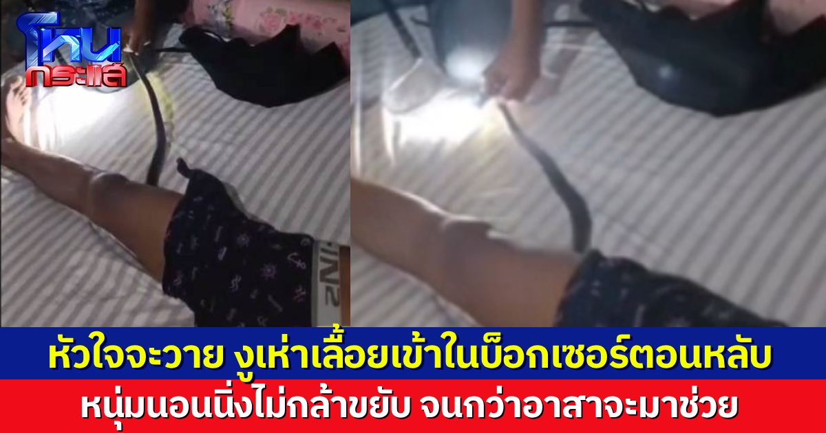 หนุ่มแทบช็อก นอนหลับอยู่ดีๆ ตื่นมาเจองูเห่าเลื้อยเข้าไปซุกในกางเกงบ็อกเซอร์ ตัวแข็งไม่กล้าขยับ จนกว่าจะมีคนมาดึงออกให้
