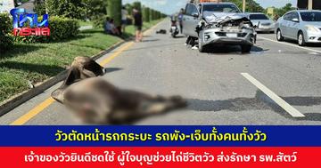 วัววิ่งตัดหน้ารถกระบะ ชนอย่างจัง! รถพัง-เจ็บทั้งคนทั้งวัว เจ้าของวัวยินดีชดใช้ ผู้ใจบุญช่วยไถ่ชีวิตวัว ส่งรักษาที่โรงพยาบาลสัตว์