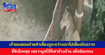 เจ้าของสิงโตยอมจ่ายค่าเลี้ยงดู ระหว่างเอาไปเลี้ยงบึงฉวาก รับสิงโตหลุดขณะเอาไปผูกไว้ตรงเสาเหล็ก