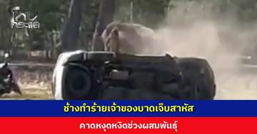 ช้างทำร้ายเจ้าของบาดเจ็บสาหัส ไล่ทำร้ายชาวบ้าน-ทำลายรถ คาดหงุดหงิดในช่วงผสมพันธุ์