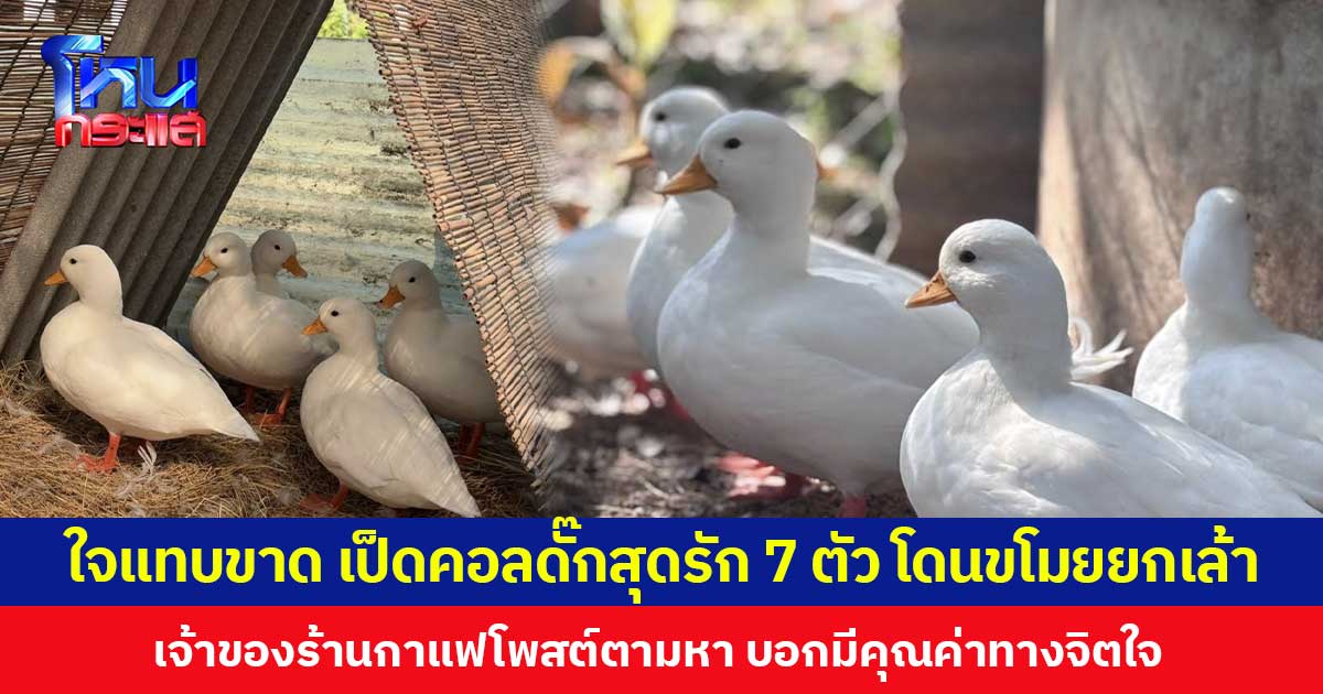 ใจแทบขาด เป็ดคอลดั๊กสุดรัก 7 ตัว โดนขโมยยกเล้า เจ้าของร้านกาแฟโพสต์ตามหา บอกมีคุณค่าทางจิตใจ  วอนโจรกลับใจนำส่งคืน