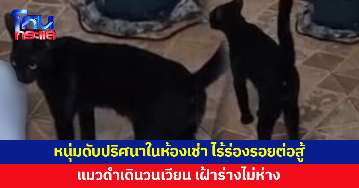 หนุ่มดับปริศนาในห้องเช่า แมวดำเดินวนเวียน เฝ้าร่างไม่ห่าง ข้างห้องเล่ามีหญิงมาส่งข้าวให้ ก่อนตะโกนบอกมีคนเสียชีวิต