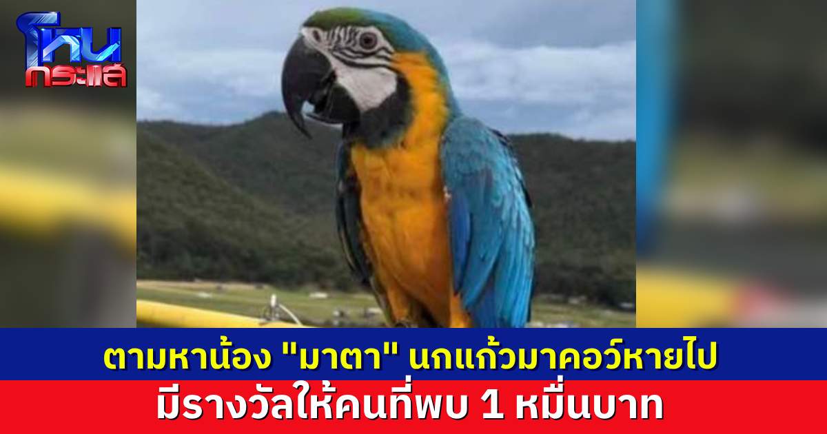 ตามหานกแก้ว “มาตา” บินหายไป 9 วันแล้ว ใครพบน้อง เจ้าของมีรางวัลให้ 10,000 บาท