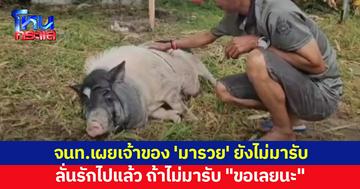 จนท. เผยเกือบเดือนแล้ว เจ้าของ หมูแคระ 'มารวย' ยังไม่มารับ ถ้าไม่เอา ขอเลยนะ เตรียมทำคอกเลี้ยงอย่างดี