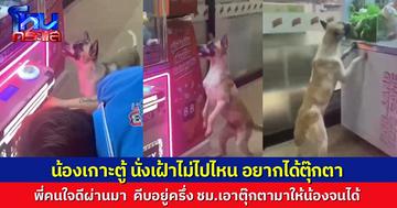 น่ารัก! พี่ใจดีคีบตุ๊กตาให้น้องหมาจรจัด หลังเห็นเจ้าหมา นั่งเฝ้าตู้คีบไม่ไปไหน พยายามกระโจนใส่ตู้คีบตุ๊กตาหลายครั้ง