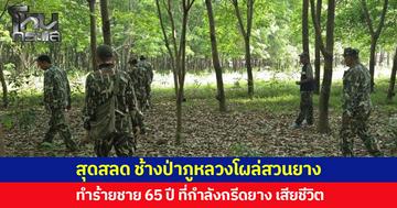 สุดสลด ช้างป่าภูหลวงโผล่สวนยาง ทำร้ายชาย 65 ปี ที่กำลังกรีดยาง เสียชีวิต