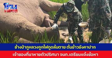 คืบหน้าช้างป่าภูหลวง ล้มตายกลางนาข้าว ปลายงวงมีลวดไฟฟ้าติดอยู่ สภาพปากยังคาบต้นข้าว ผลชันสูตรพบถูกไฟดูดตาย ด้านเจ้าของนาหลบหนี เจ้าหน้าที่เตรียมแจ้งข้อกล่าวหา
