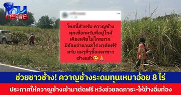 ช่วยชาวช้าง! ควาญช้างระดมทุนเหมาอ้อย 8 ไร่ ประกาศให้ควาญช้างเข้ามาตัดฟรี หวังช่วยลดภาระ-ให้ช้างอิ่มท้อง