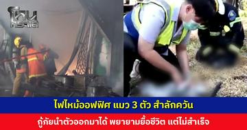 ไฟไหม้ออฟฟิศ แมว 3 ตัว สำลักควัน กู้ภัยนำตัวออกมาได้ พยายามยื้อชีวิต แต่ไม่สำเร็จ