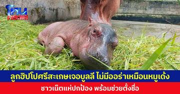 ลูกฮิปโปศรีสะเกษเจอบูลลี ไม่มีออร่าเหมือนหมูเด้ง ชาวเน็ตแห่ปกป้อง พร้อมช่วยตั้งชื่อ