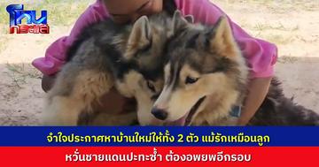 หญิงศรีสะเกษ ประกาศหาบ้านใหม่ให้ "ไซบีเรียน" สองตัวสุดที่รัก ขอคนที่รับไปรักและดูแลต่อเหมือนลูก จำใจหาบ้านใหม่ให้น้อง เพราะหวั่นปะทะชายแดน ต้องอพยพหนีอีกรอบ