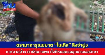 ดรามาการุณยฆาต “ไมเคิล” ลิงจ่าฝูง เทศบาลฉีดยาปลิดชีพ ชี้ค่ารักษาแพง ทั้งที่หมอกรมอุทยานรอรักษา วอชด็อกจี้ผิดขั้นตอน